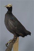 藏品(白冠雞)的圖片